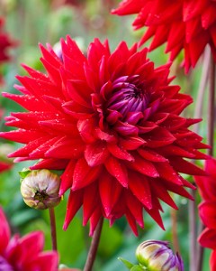 Dahlia Wittemans Best